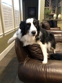 Pups_Chillin_2021-09 (2)